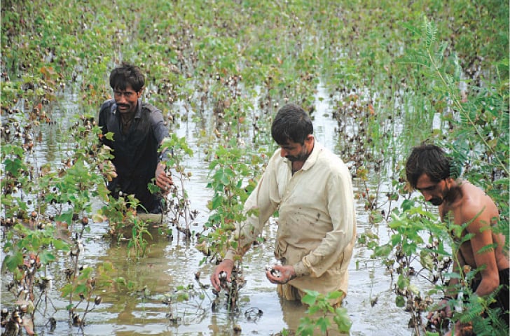 Flood-affected cotton fields in Punjab Pakistan