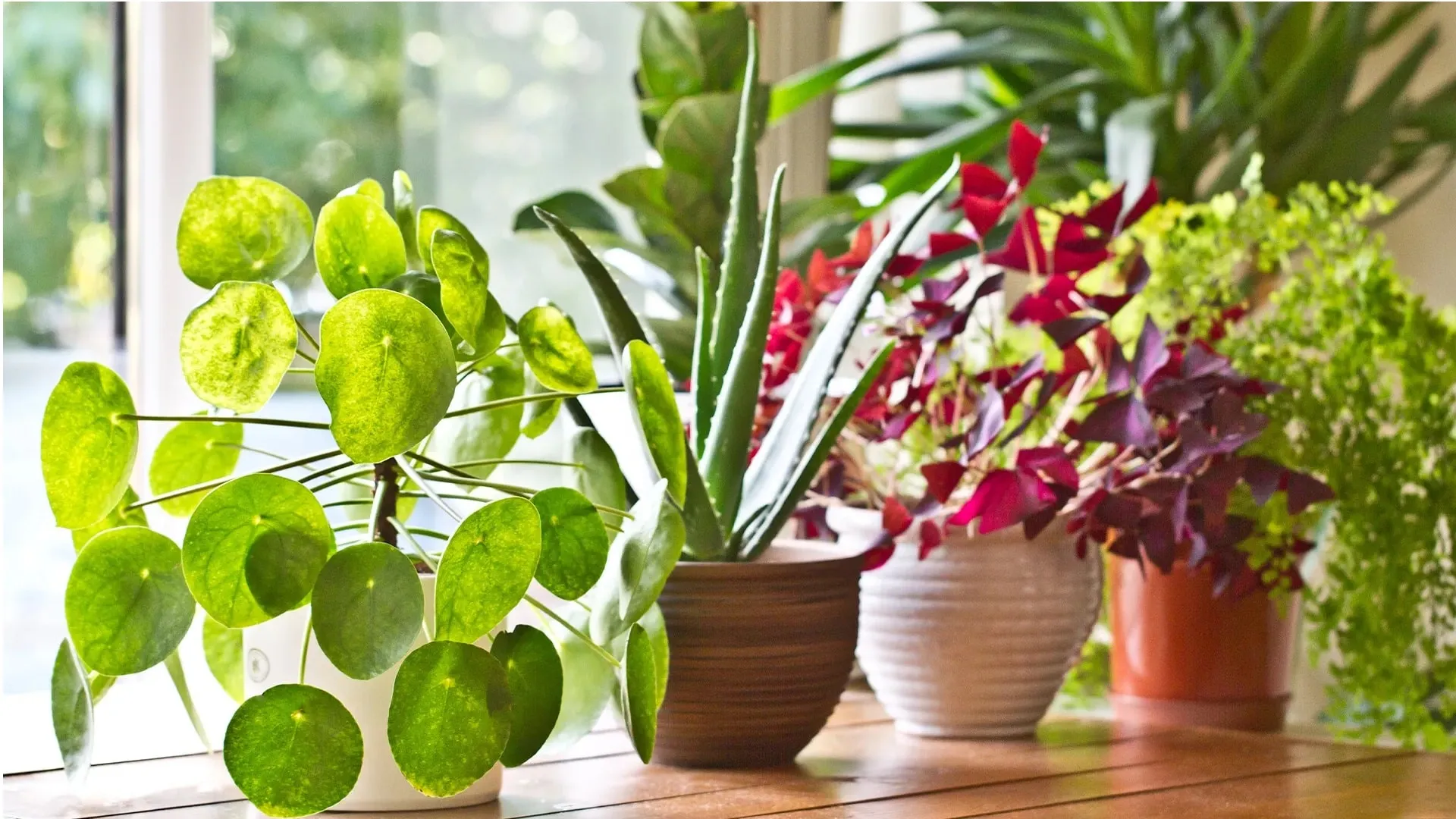 Scientists Capture Plants Breathing Live for First Time